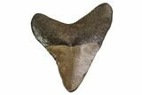 Juvenile Megalodon Tooth - Georgia #158828-1